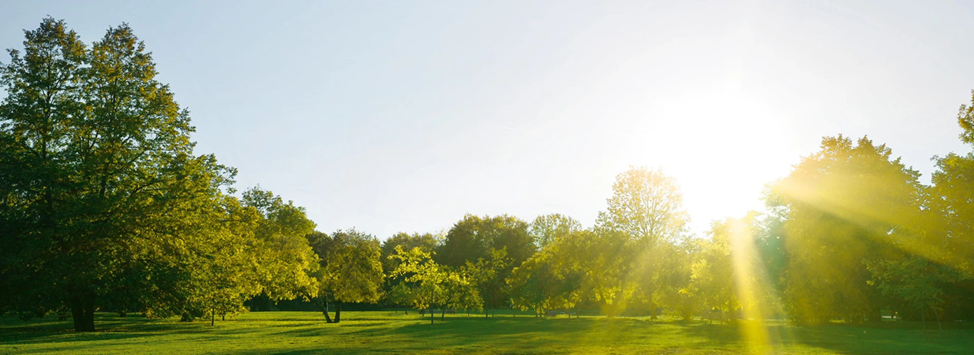 Grüne Parklandschaft mit Bäumen und Sonnenstrahlen.